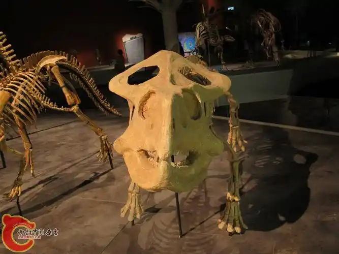 原角龙科 安氏原角龙 protoceratops andrewsi - 巨龙传奇 专题展覧