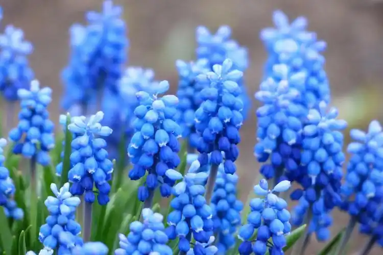 唯美的葡萄风信子图片欣赏