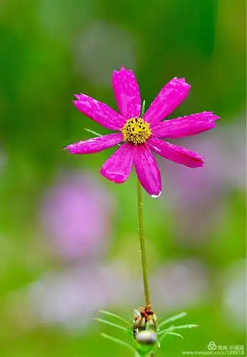 挂着水珠的格桑花