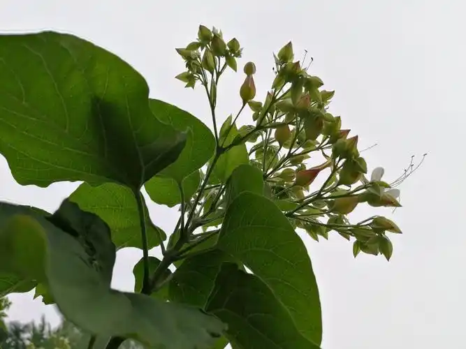 很少见这种植物名字像个地名嫩枝与叶可入药