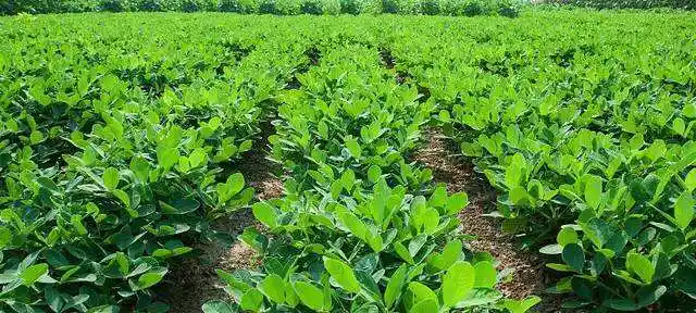 也是实现花生增产稳产的有力保障,花生进入旺盛生长期以后,会遇到高温