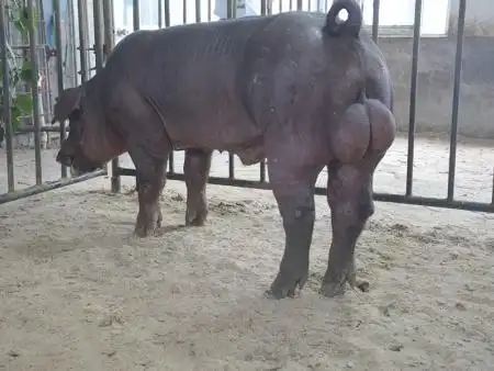 大白种猪,长白公猪,大白母猪,杜洛克种猪,种猪供应基地-青州市清海