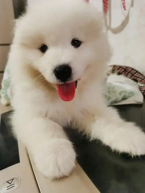 有没有萨摩耶狗狗交流群呀!新手小白在线求指教