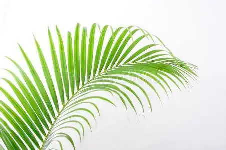棕榈树的叶子照片