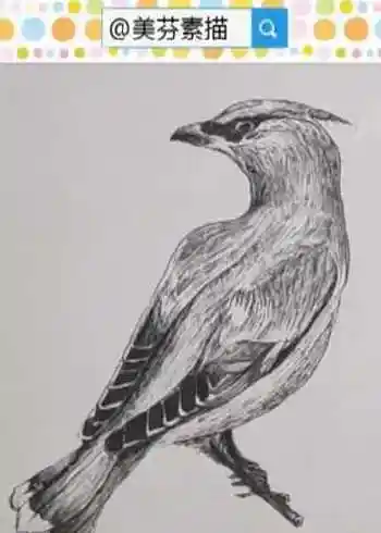 教你画一只超逼真的啄木鸟速写手绘画!