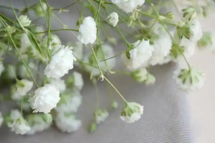 每日一花之满天星