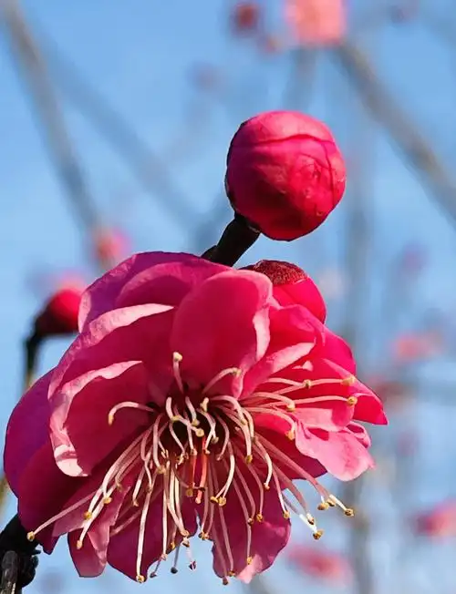 腊梅,花朵儿随小,姿容亦单薄,倘若论及颜色,亦无悦人的姹紫嫣红,只