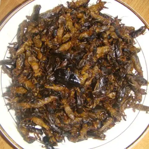 蝲蝲蛄能吃吗?能吃,可你没吃过