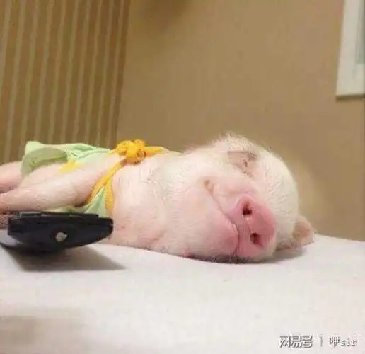 白天王女士不在家的时候,它就安安静静的躺在自己的床上呼呼大睡