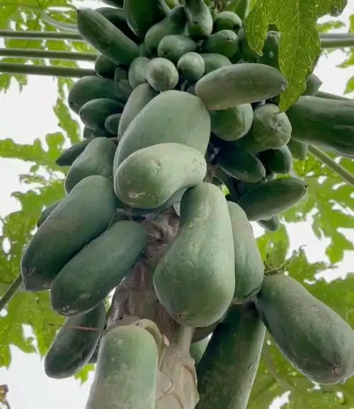 纯天然野生木瓜,营养丰富,美容又补奶.对女人有特别的功效[奸笑]