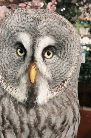 原创主人撩了一下猫头鹰,这货一回头,萌翻第一眼看的网友!