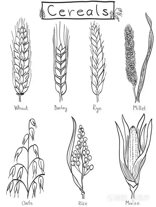 谷物手绘插图插画-正版商用图片19j3gq-摄图新视界