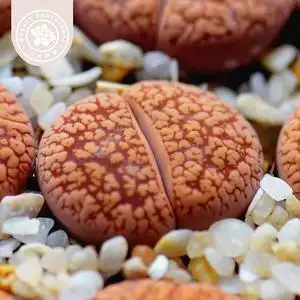 多肉植物编号石生花 赤阳玉c256生石花 pp花屁股花 番杏科 沙洲