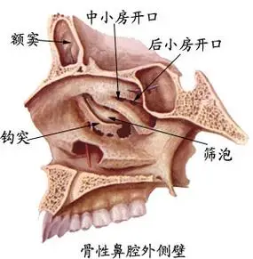 全身骨骼解剖图