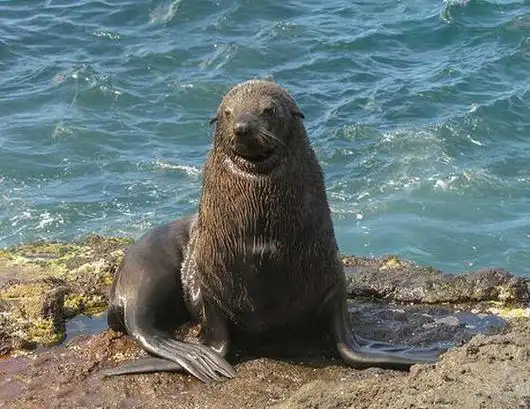 海狗(海狮科海狗属动物)_酷米之家