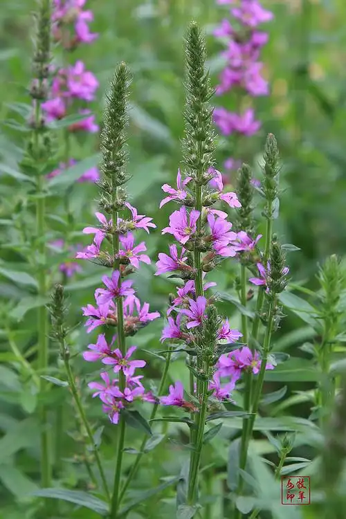 千屈菜花组成小聚伞花序,簇生,因花梗及总梗极短,形似一大型穗状花序.