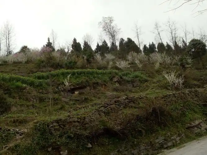 山坡花间蝴蝶戏.