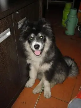 萨摩耶犬和阿拉斯加生出来的宝宝是什么样图片
