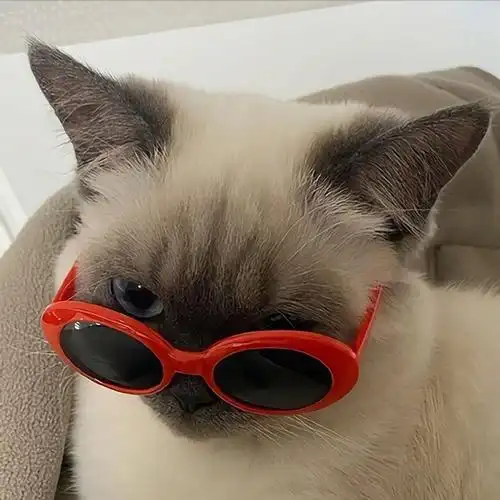 记录一下自己的头像丧可爱沙雕猫狗美女最新更新放在主楼