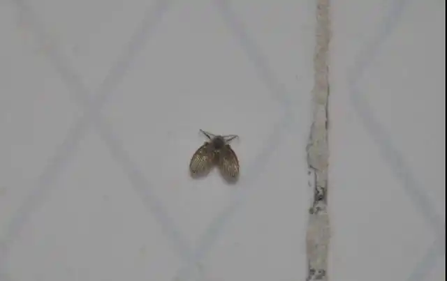 其实这种小虫子叫蛾蠓,俗称 "粪虫",寄居在潮湿的下水道和化粪池中.