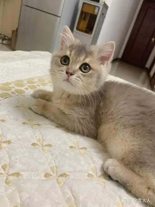 英短蓝金渐层猫猫找家长 - 知乎