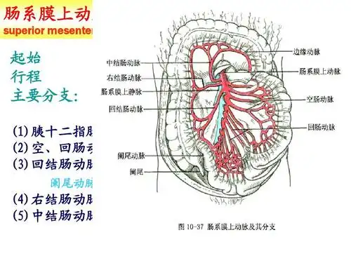 高中教育 其它课程 015动脉2_人体解剖学教学ppt课件 肠系膜上动脉