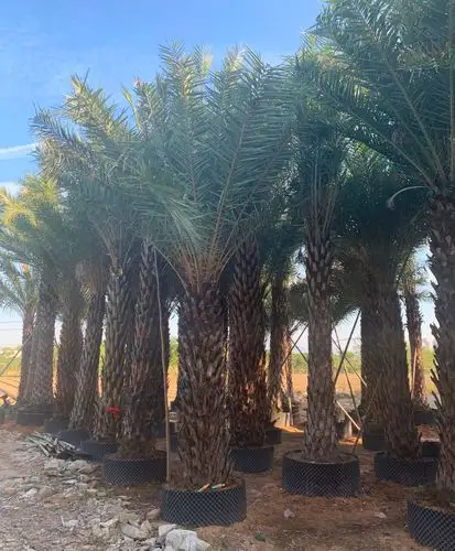 中东海枣移植苗价格中东海枣移植苗批发