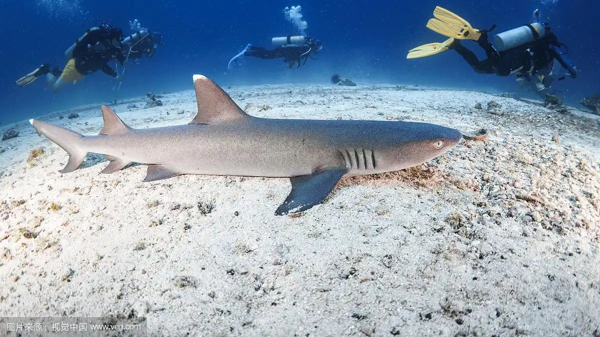 沙地上的白鳍鲨