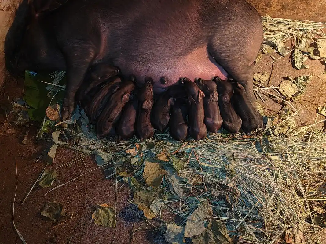 山里养土猪,纯种本地黑母猪,配的上杜洛克,应该全部是黑猪,但是出来了