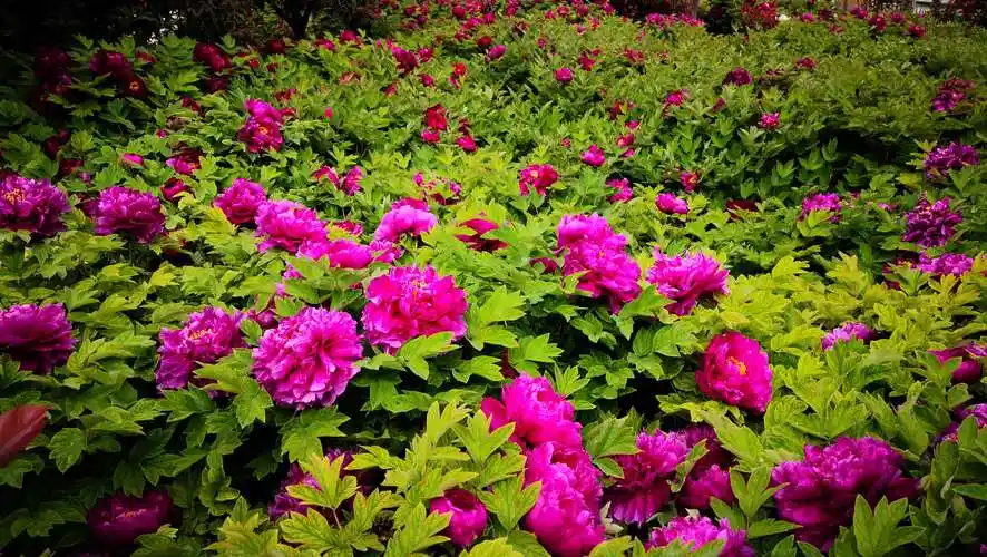 国花牡丹园(一)