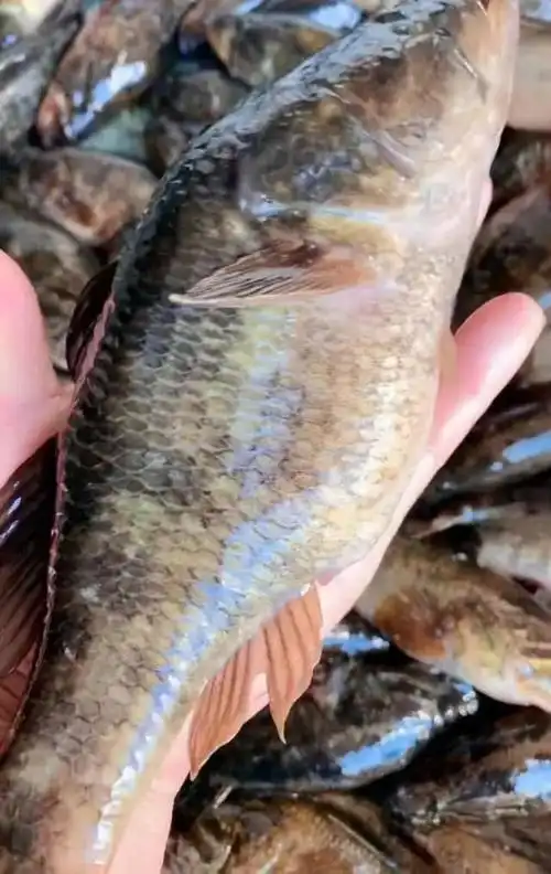 东北的老头鱼是一种什么鱼?生活在野泡子里,冬天冰封也冻不死