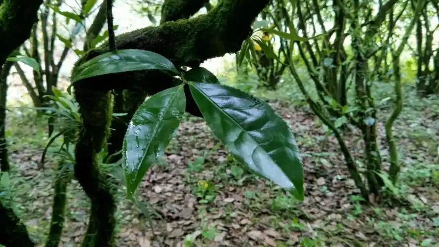 老枞水仙一般是指树龄在五六十年以上的水仙茶树.