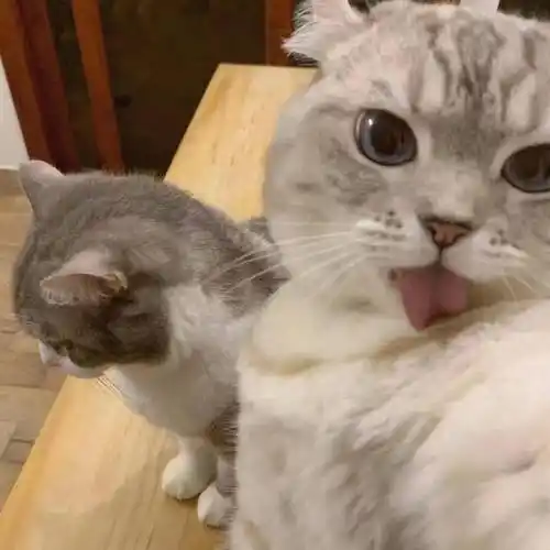 搞怪情头!_衣服_西红柿_说唱