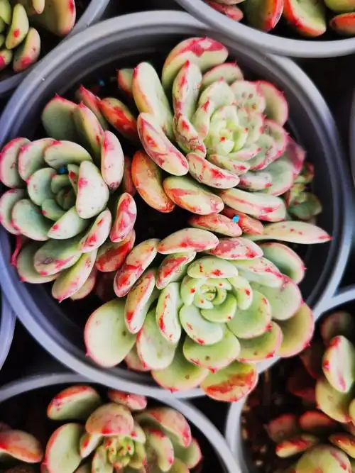 三文鱼9cm多肉植物多肉植物