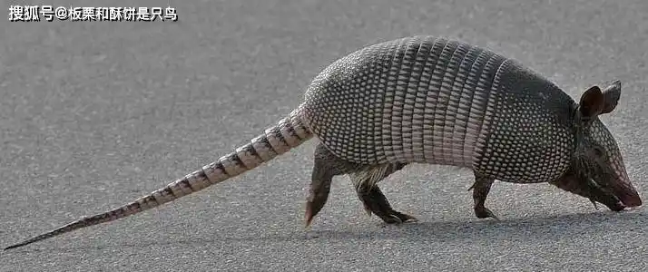 犰狳有什么本事?面对人类的猎食,麻风病也许就是它最后一道防御
