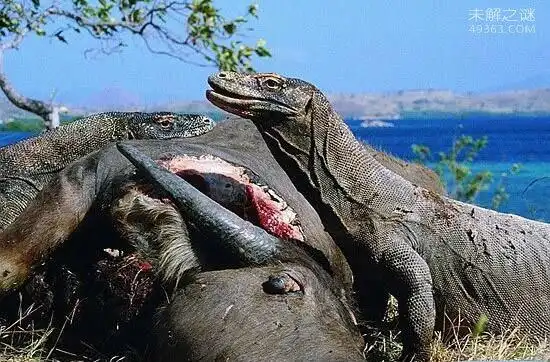上古巨蜥自身带毒性和毒液,长8米重2吨