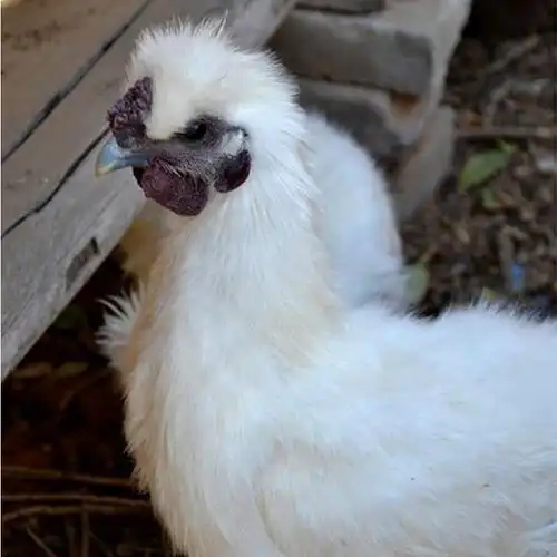 密云散养乌鸡 纯粮喂养 2斤/只 可剁块