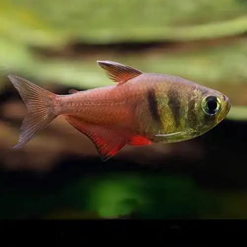 火焰旗灯热带鱼观赏鱼淡水小型灯科鱼脂鲤鱼扯旗鱼