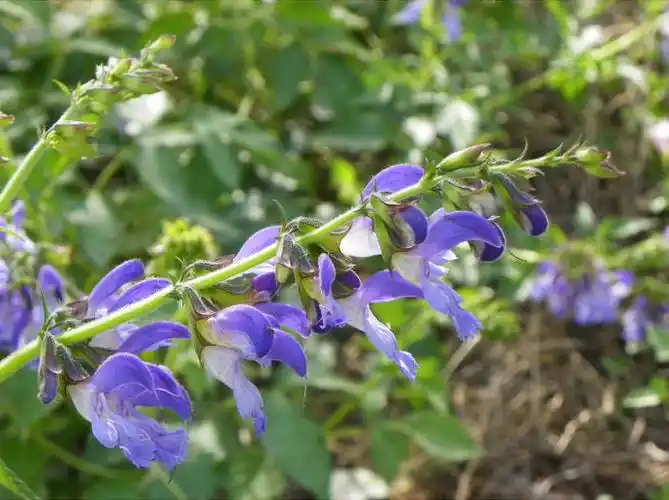 丹参图片和介绍