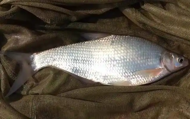 又像鳊鱼又像翘嘴的是什么鱼