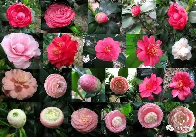 茶花了不起的魅力抑制的美德