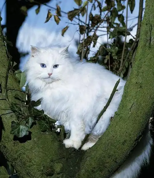 每日一宠安哥拉猫