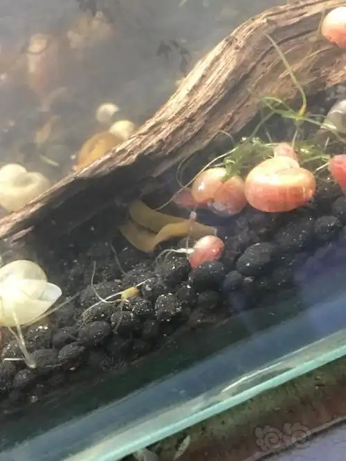 养了好久的水蛭