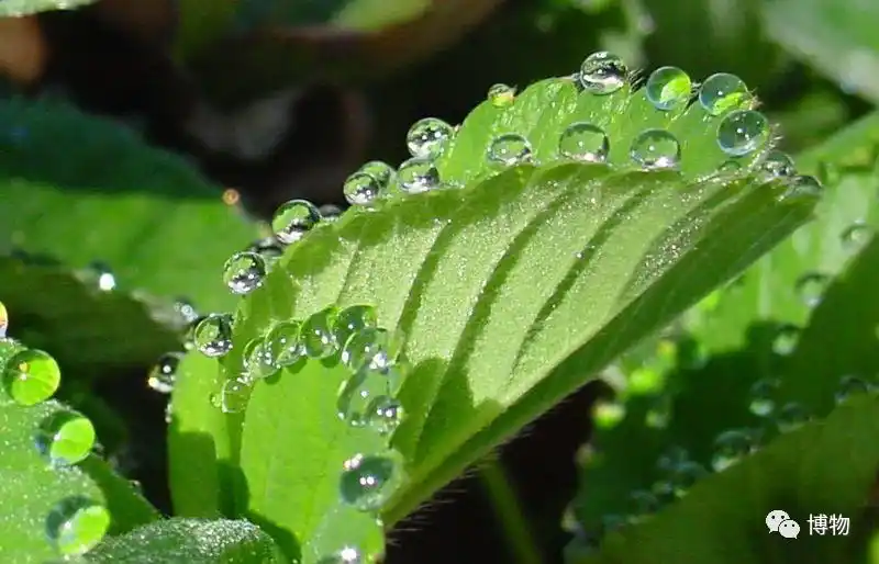 科普植物的眼泪是叶子吐了