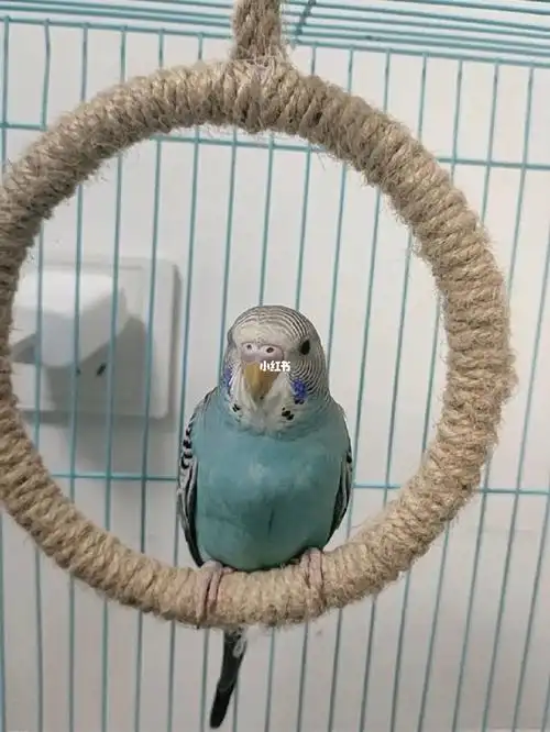 鹦鹉#鸚鹉  #云斑鹦鹉  #虎皮鹦鹉  #养鹦鹉日记  #虎皮鹦鹉公母  #生