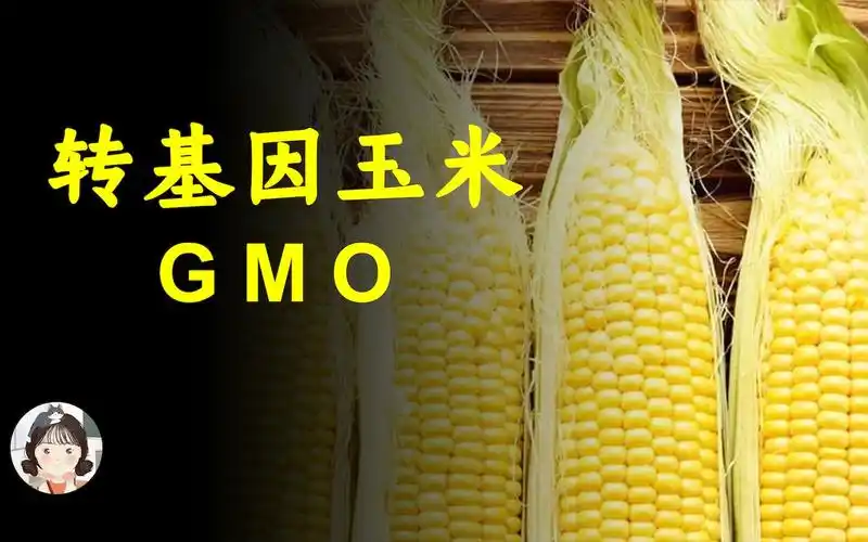 转基因玉米转的是什么基因有什么用对人体有害吗