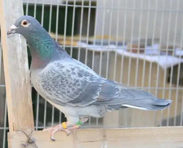 【经典慕利门】 保证金级 拍卖