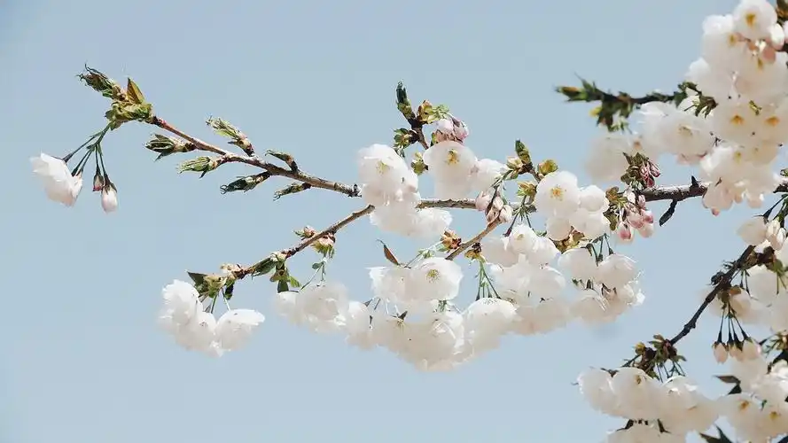 日系小清新淡雅樱花,图片,壁纸,自然风景-桌酷