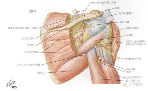 精致| 肩袖解剖详解