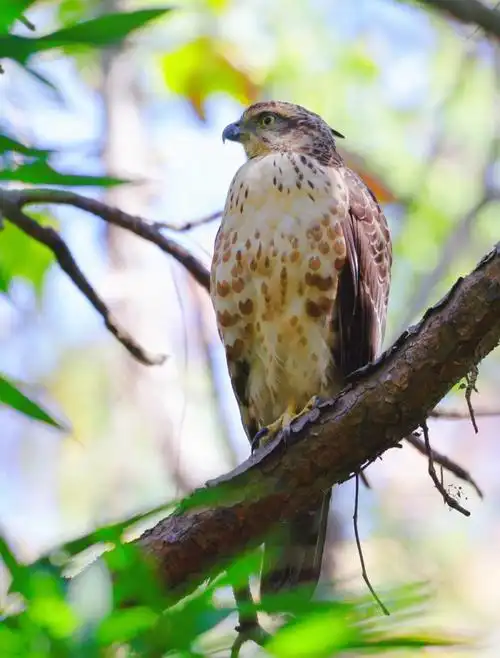紫金山  #鸟  #观鸟今日午间走拍,凤头鹰,亚成鸟